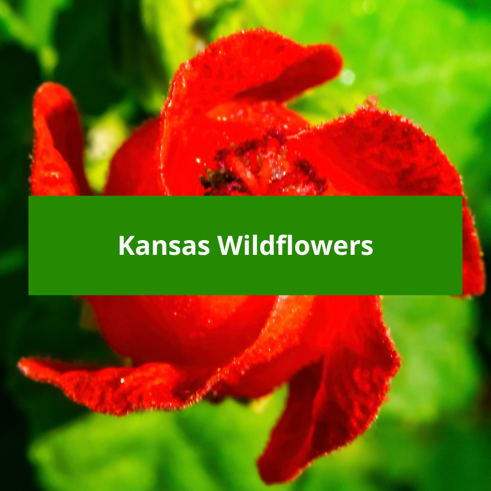 Kansas-Wildflowers