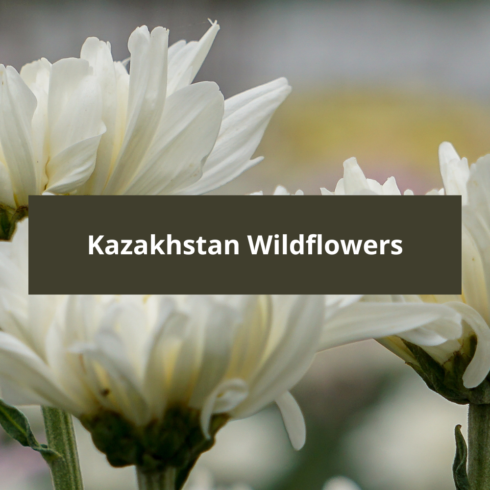 Kazakhstan-Wildflowers