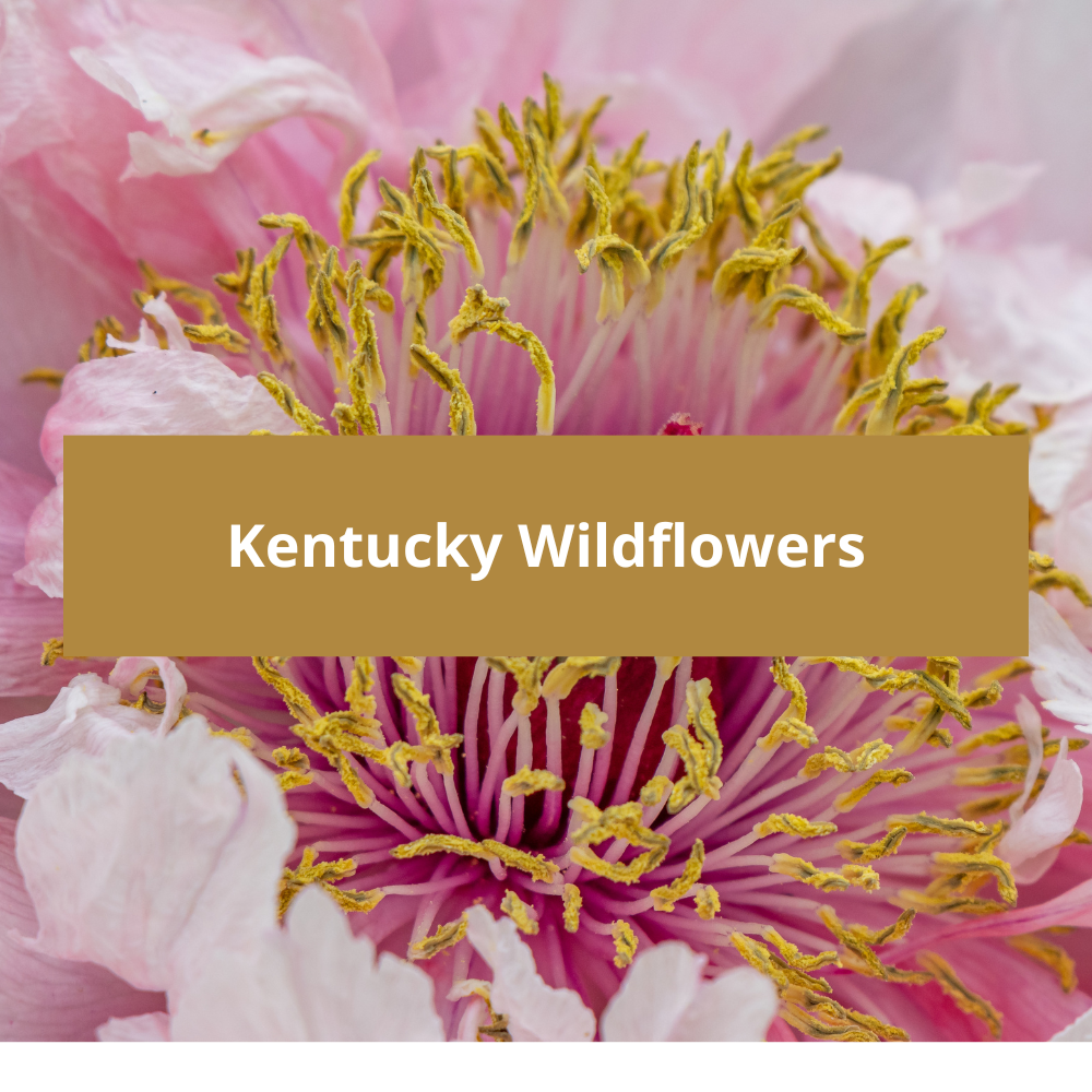 Kentucky-Wildflowers