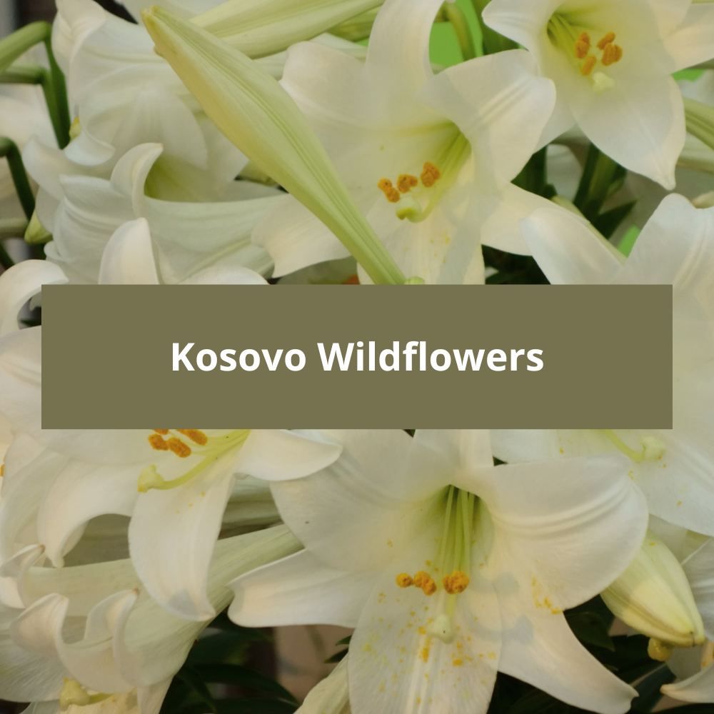 Kosovo-Wildflowers