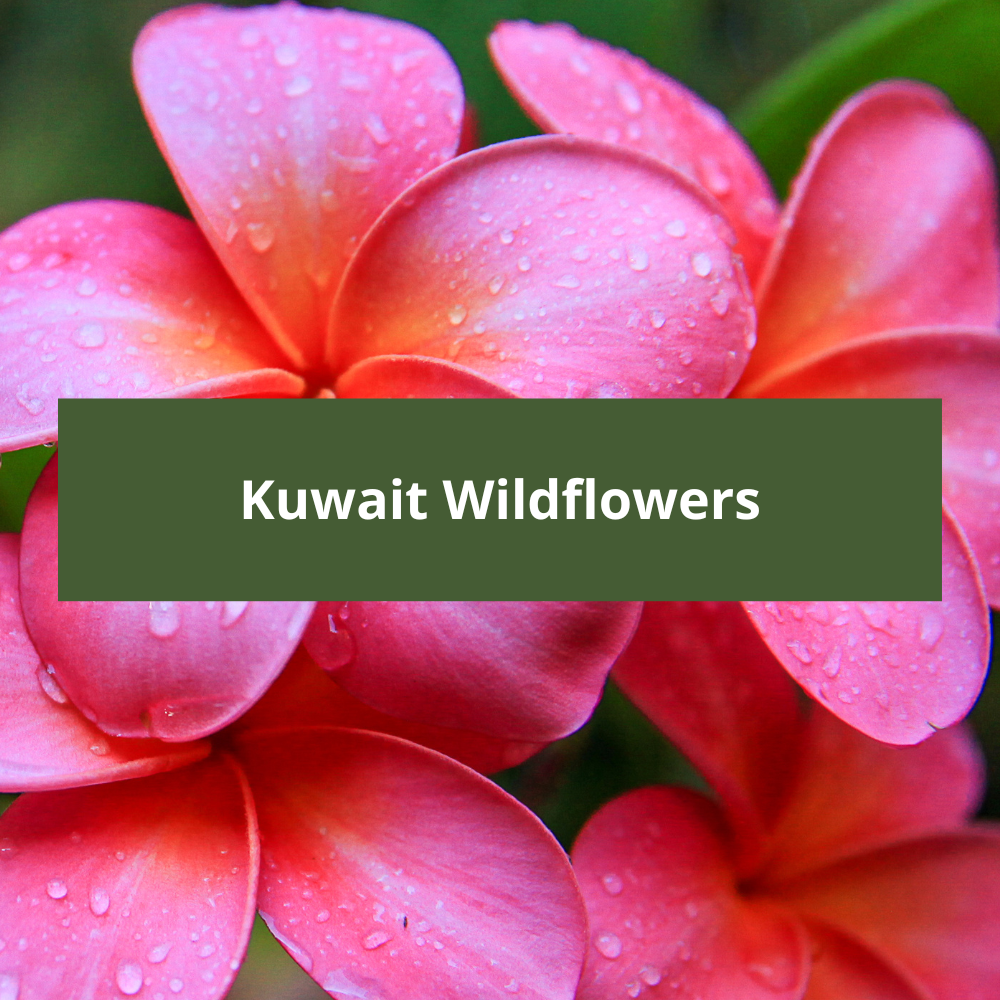Kuwait-Wildflowers