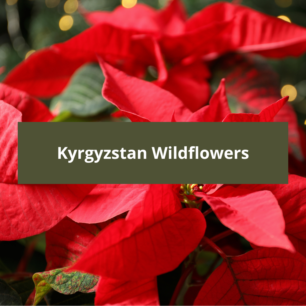 Kyrgyzstan-Wildflowers