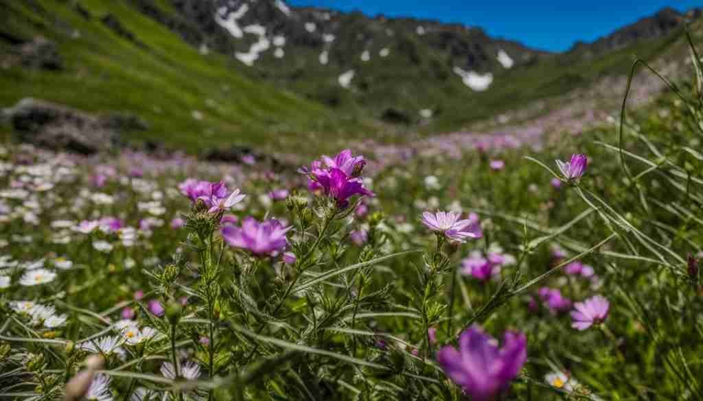 Leave No Trace Principles