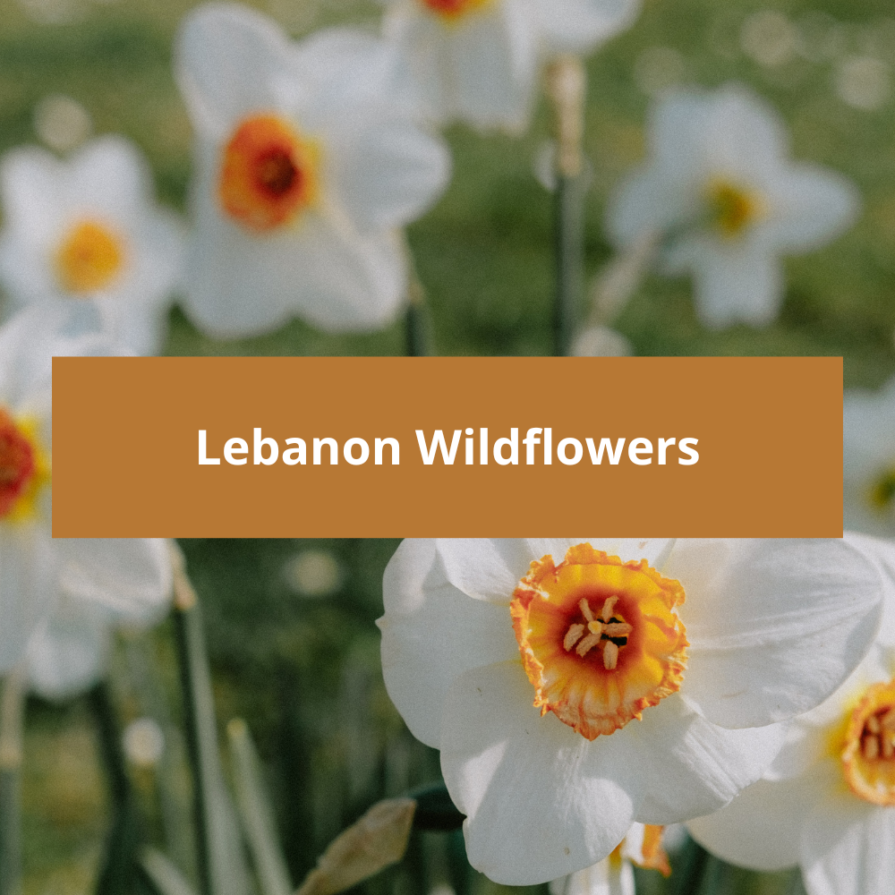 Lebanon-Wildflowers