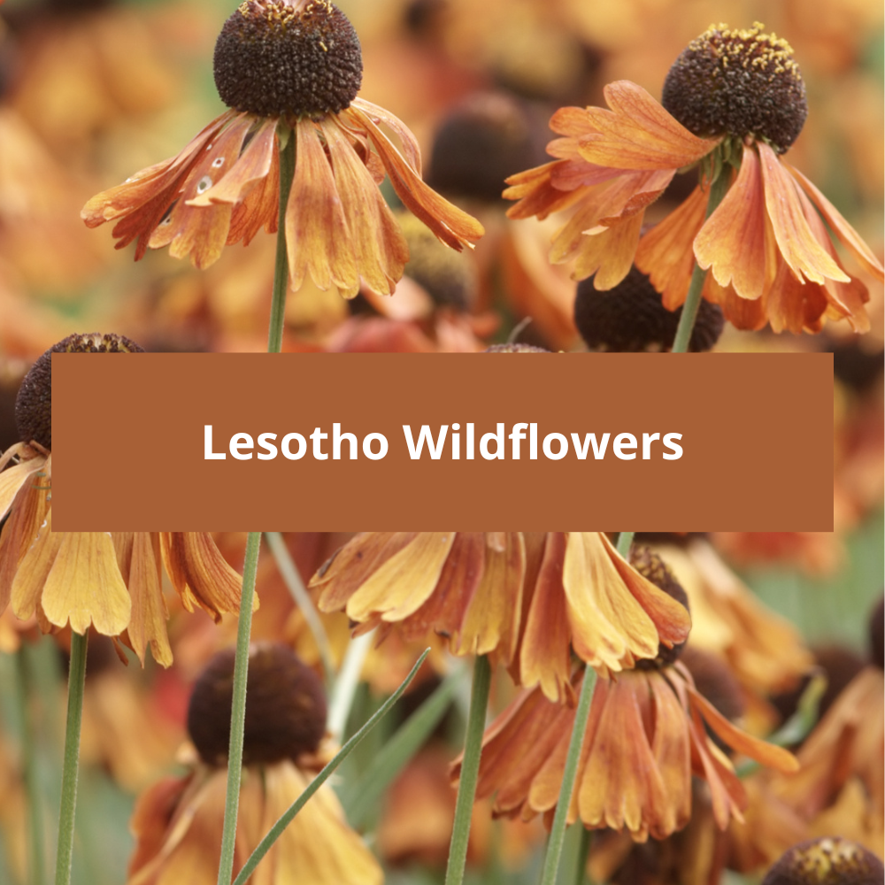 Lesotho-Wildflowers