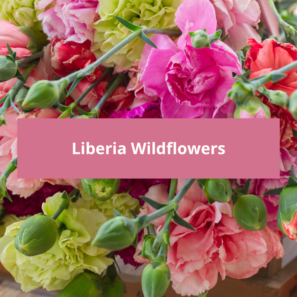 Liberia-Wildflowers