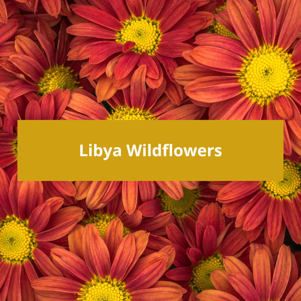Libya-Wildflowers