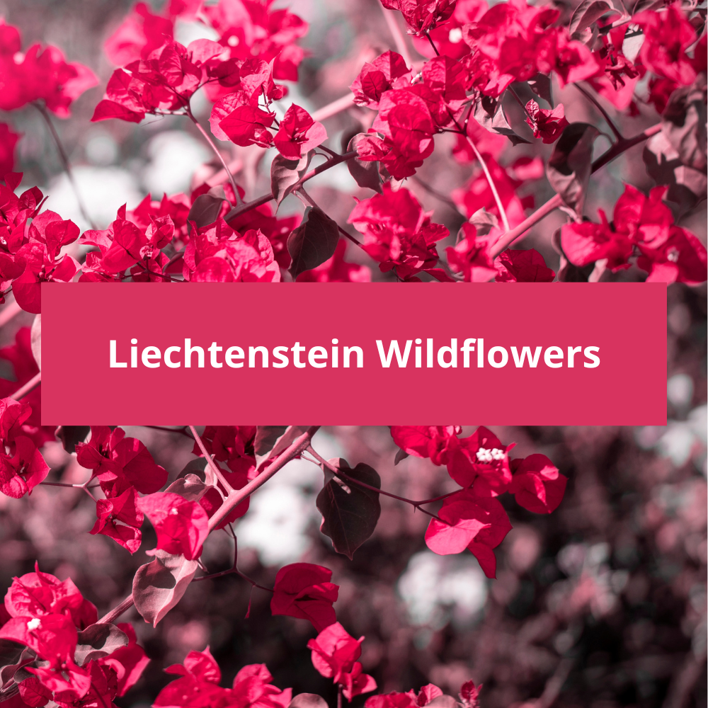 Liechtenstein-Wildflowers