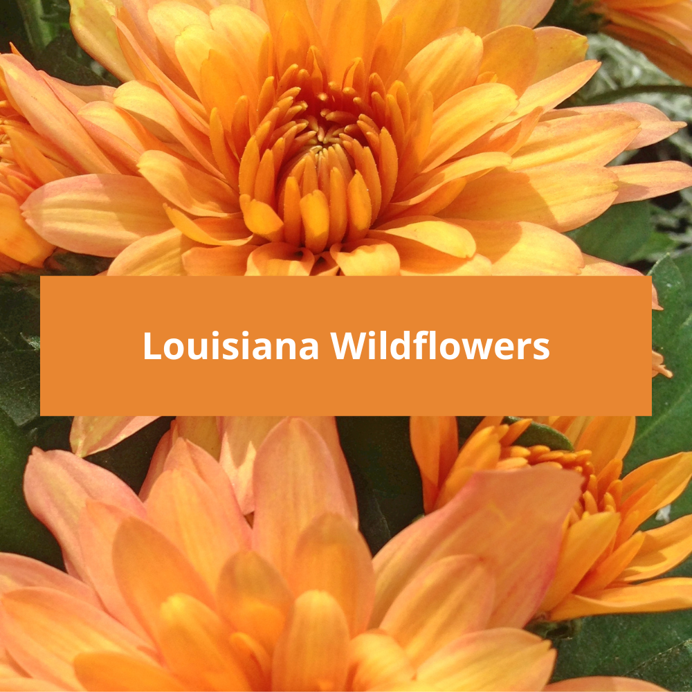 Louisiana-Wildflowers