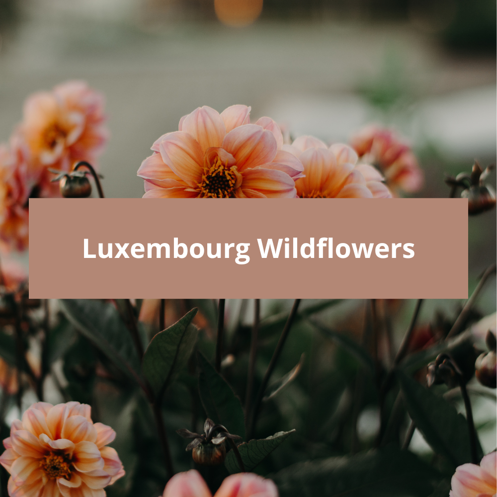 Luxembourg-Wildflowers