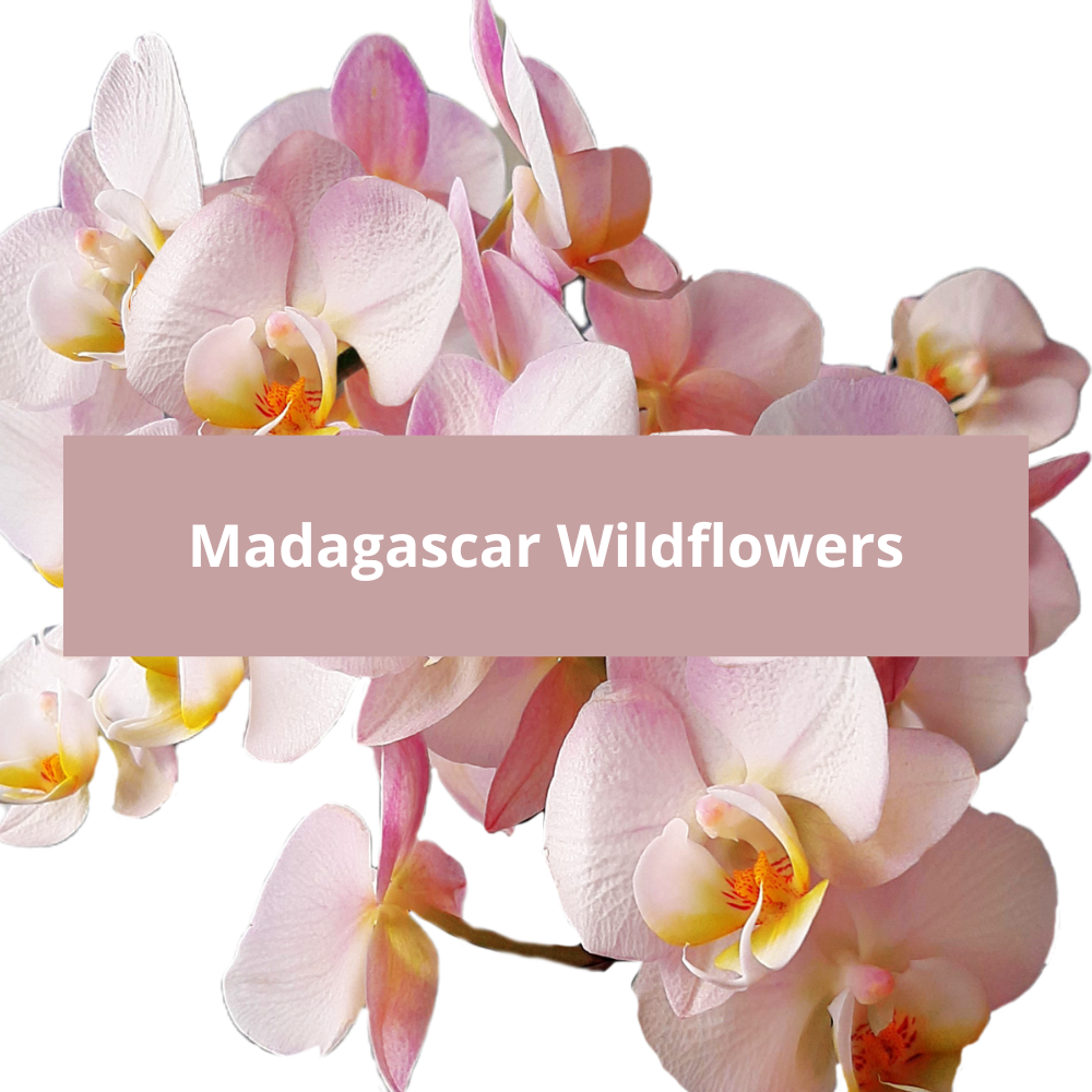 Madagascar-Wildflowers