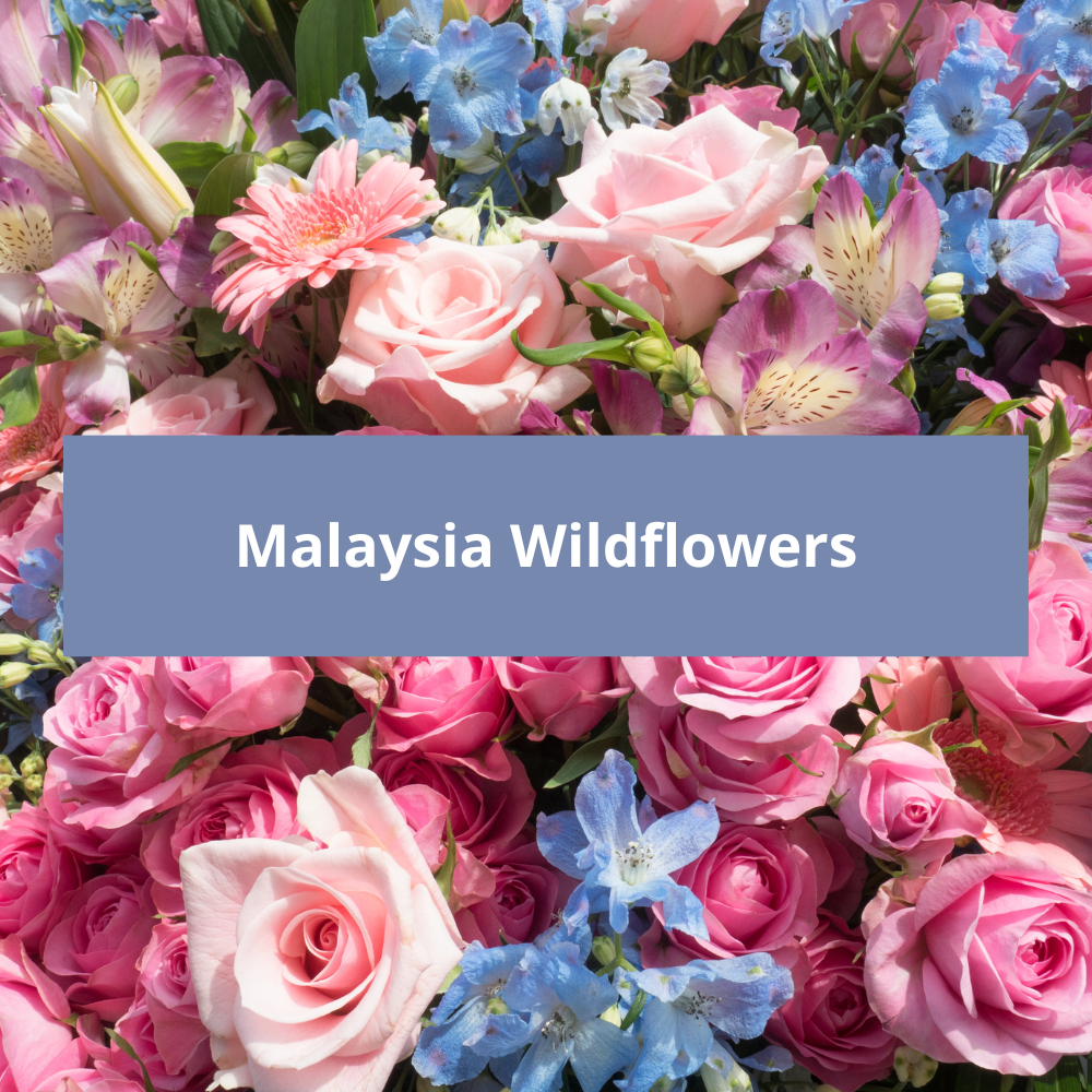 Malaysia-Wildflowers