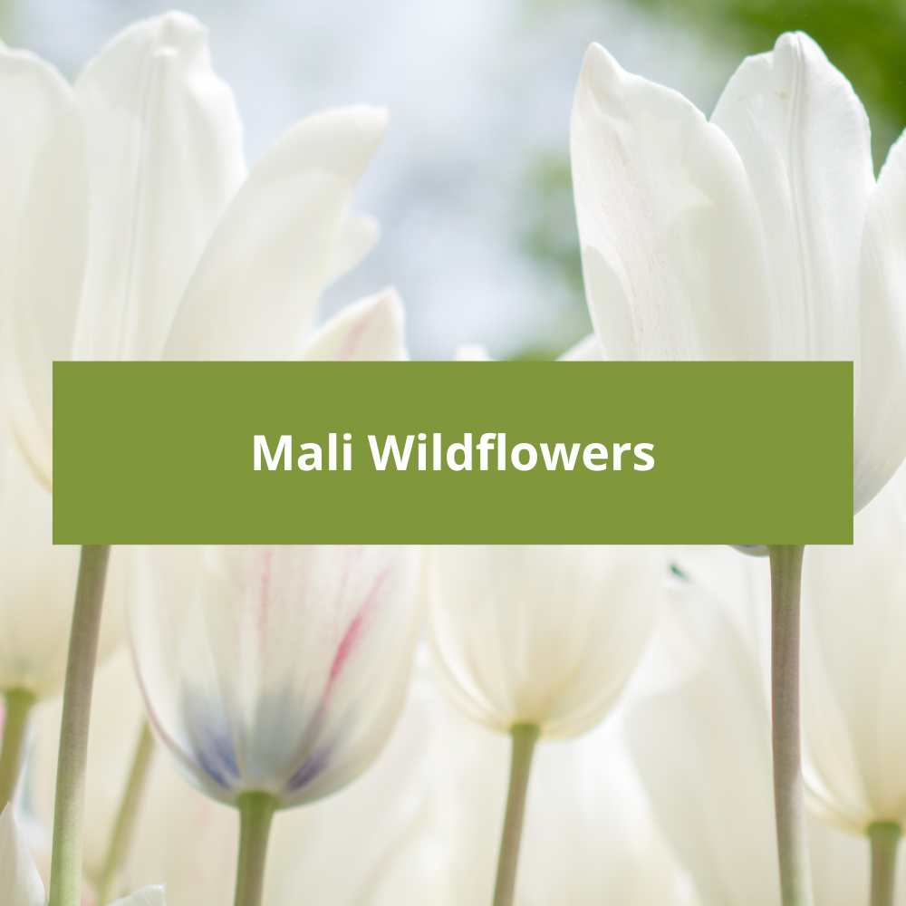 Mali-Wildflowers