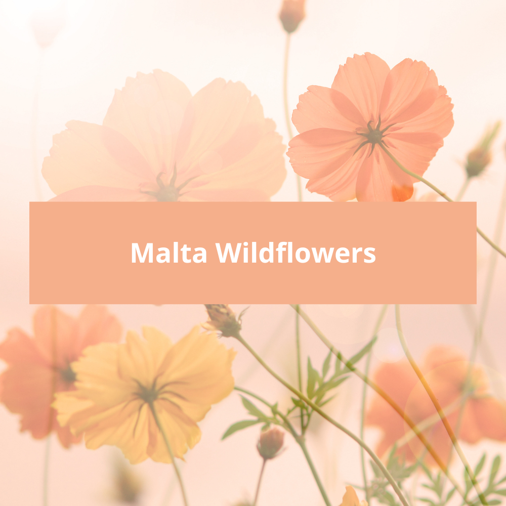 Malta-Wildflowers