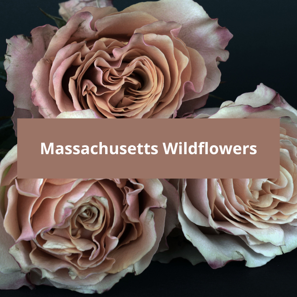 Massachusetts-Wildflowers