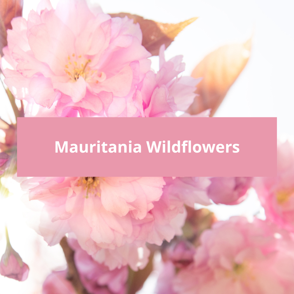 Mauritania-Wildflowers