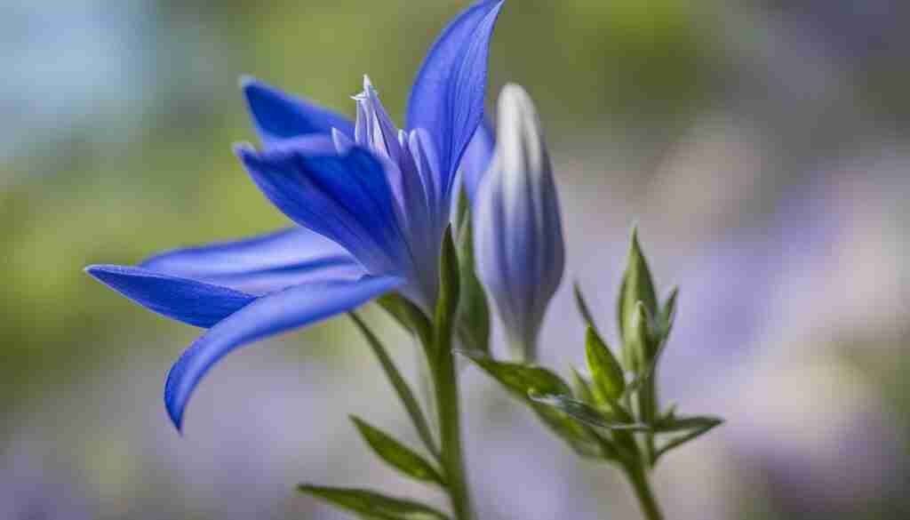 Medicinal Spring Gentian