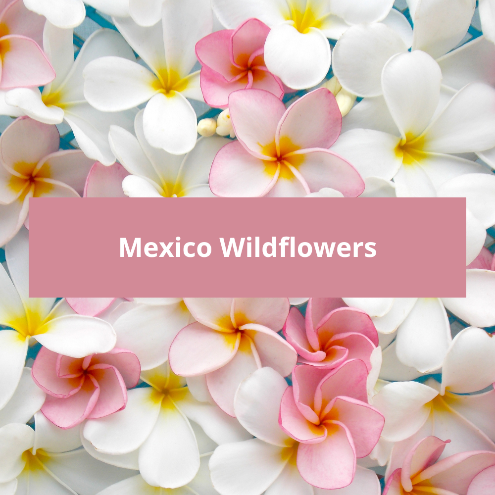 Mexico-Wildflowers