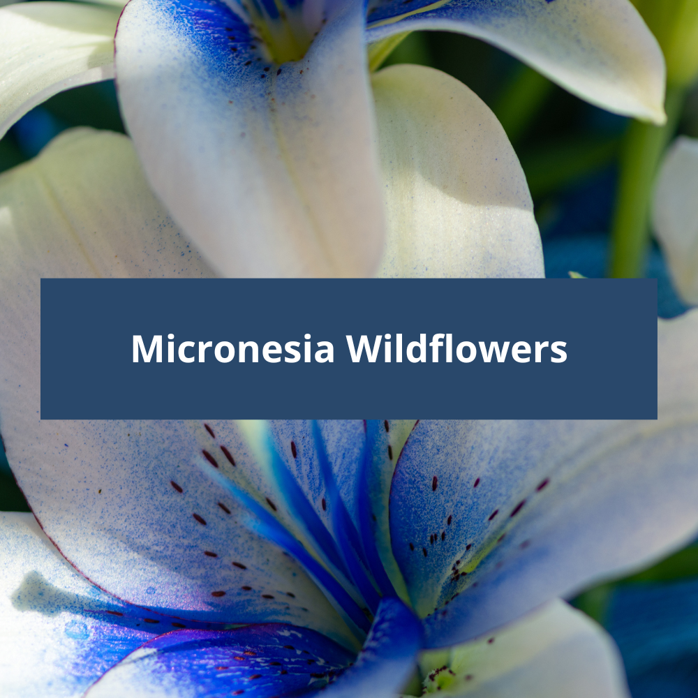 Micronesia-Wildflowers