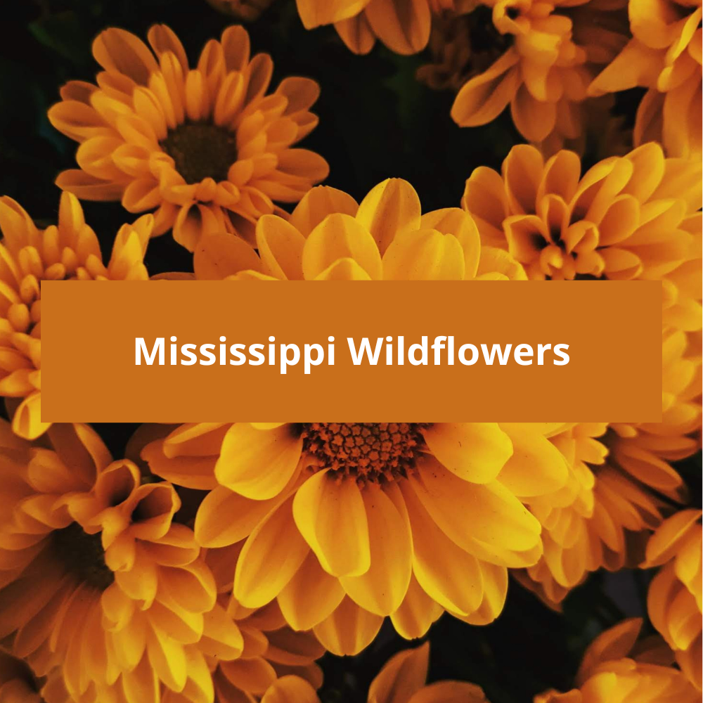 Mississippi-Wildflowers