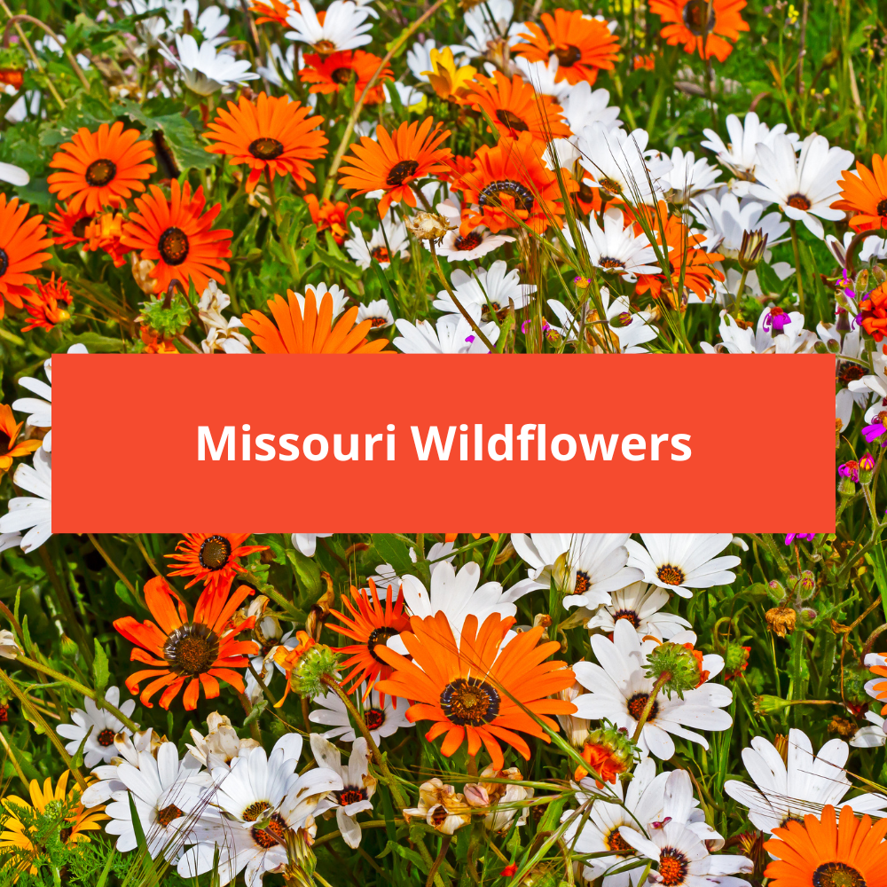 Missouri-Wildflowers