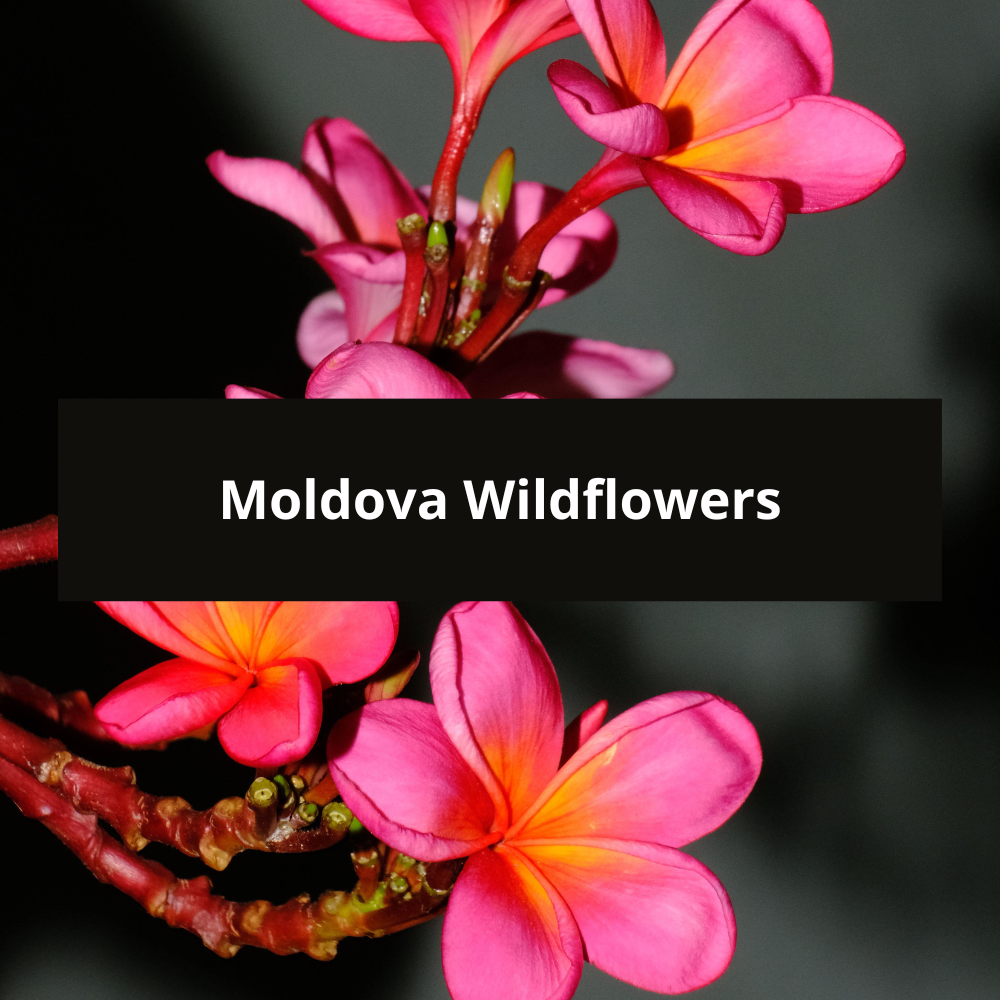 Moldova-Wildflowers