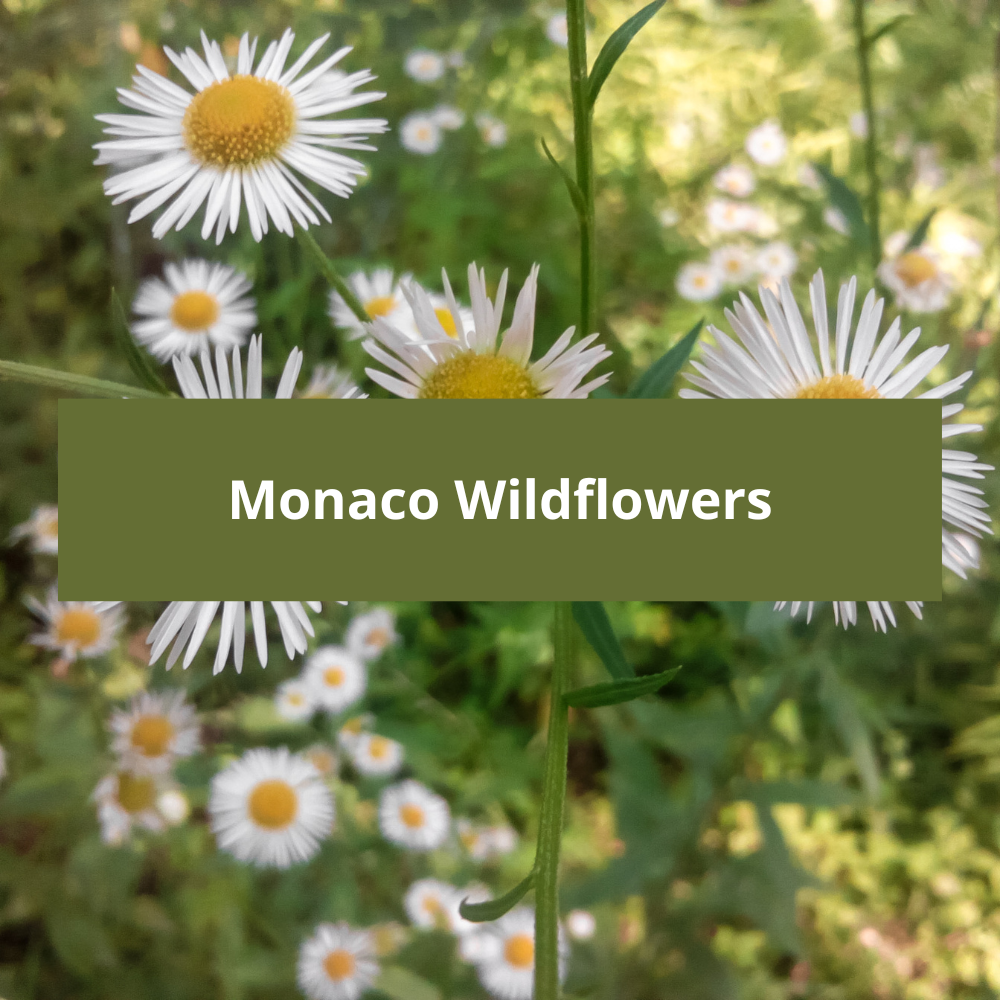 Monaco-Wildflowers