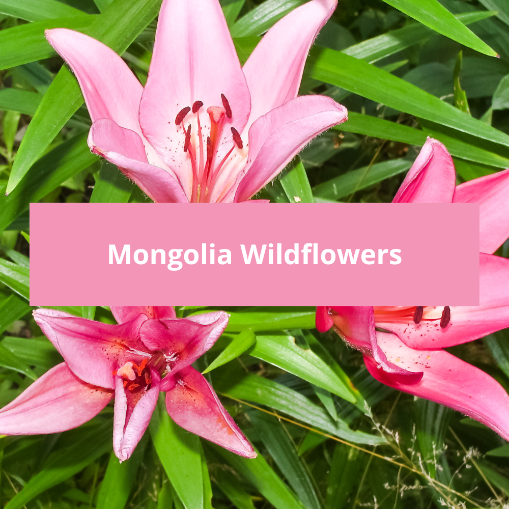 Mongolia-Wildflowers