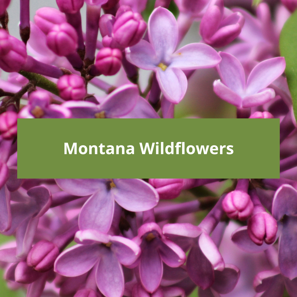 Montana-Wildflowers