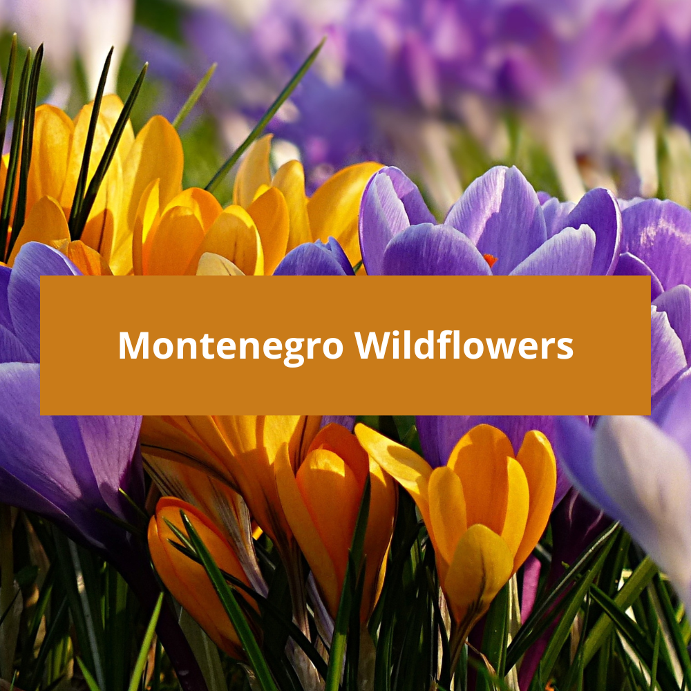 Montenegro-Wildflowers