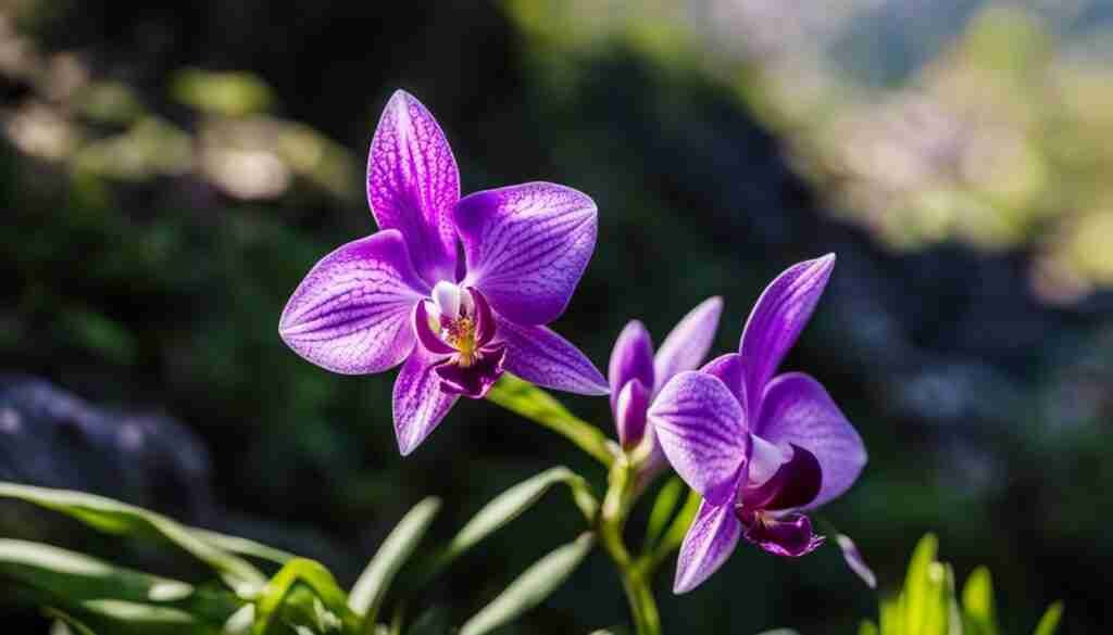 Montenegro wild orchids