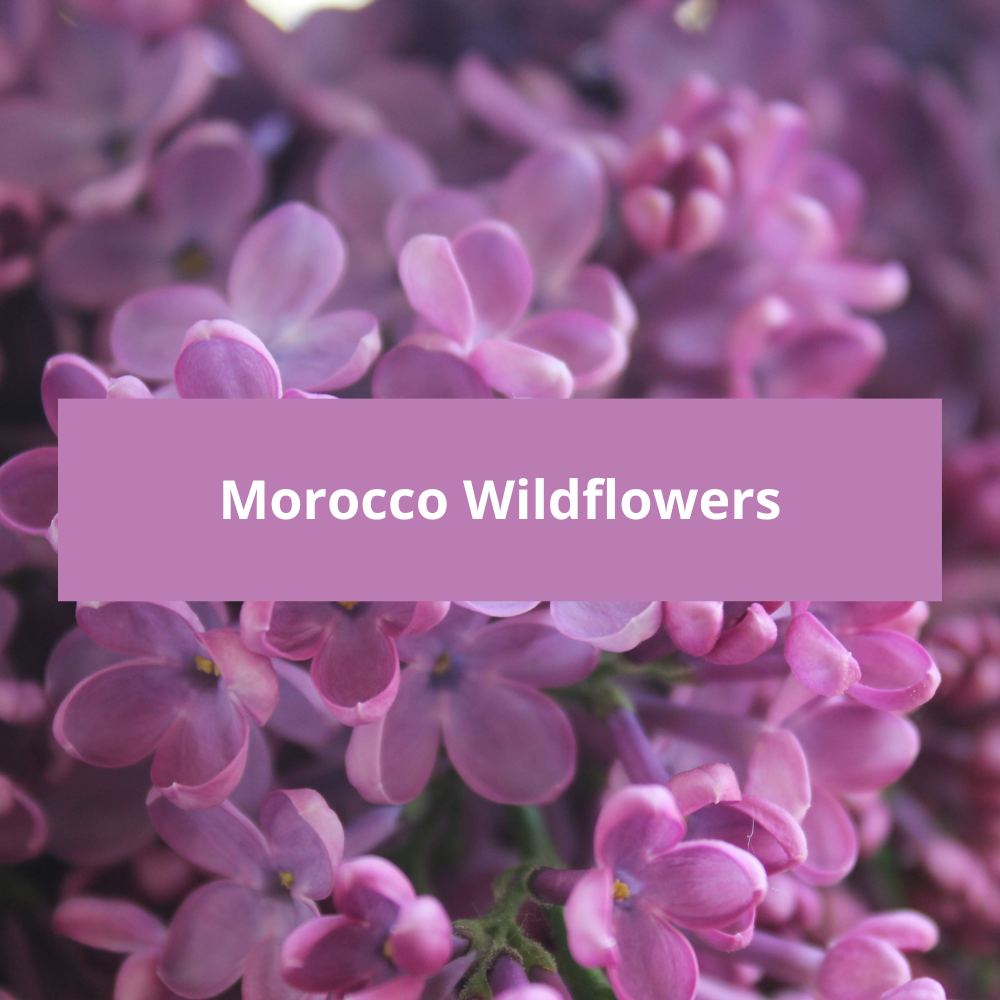 Morocco-Wildflowers