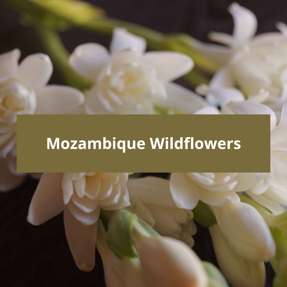 Mozambique-Wildflowers