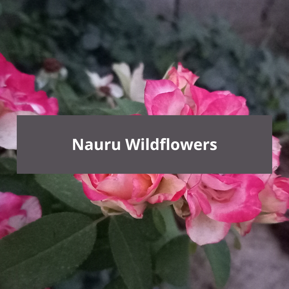 Nauru-Wildflowers