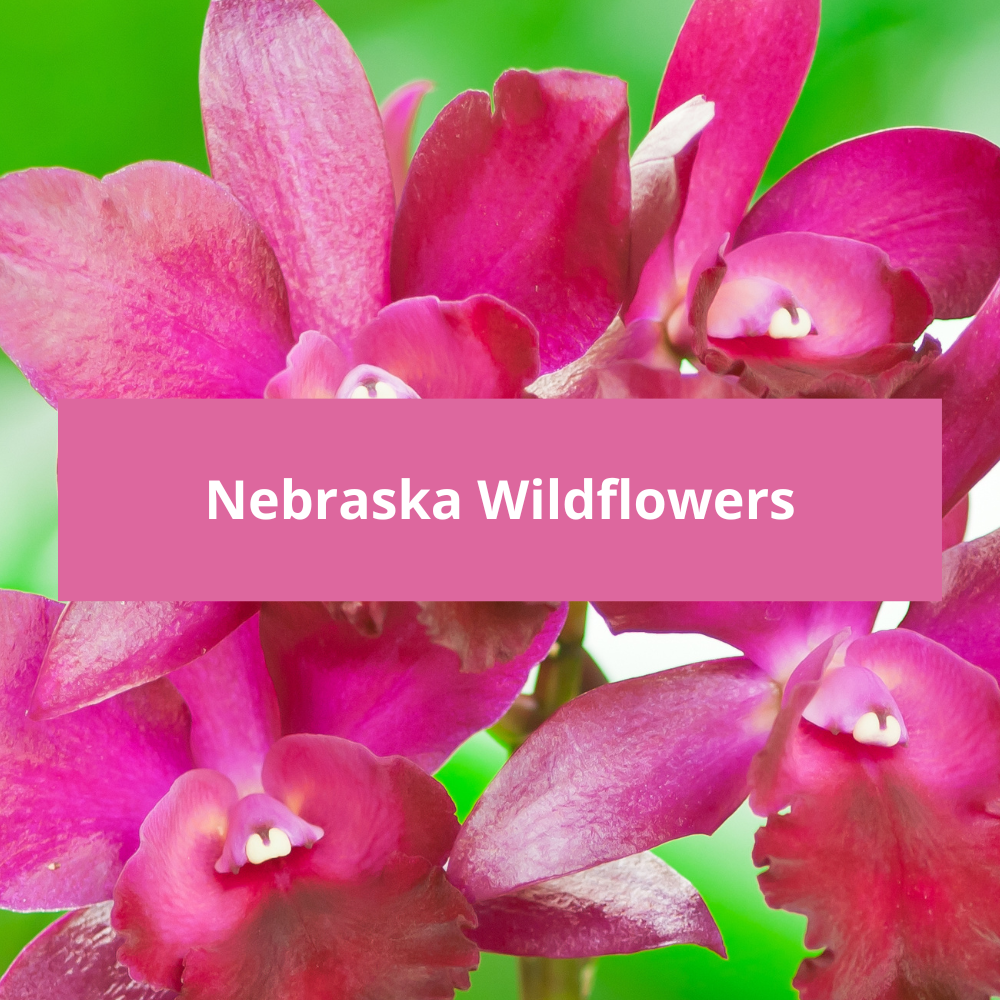 Nebraska-Wildflowers