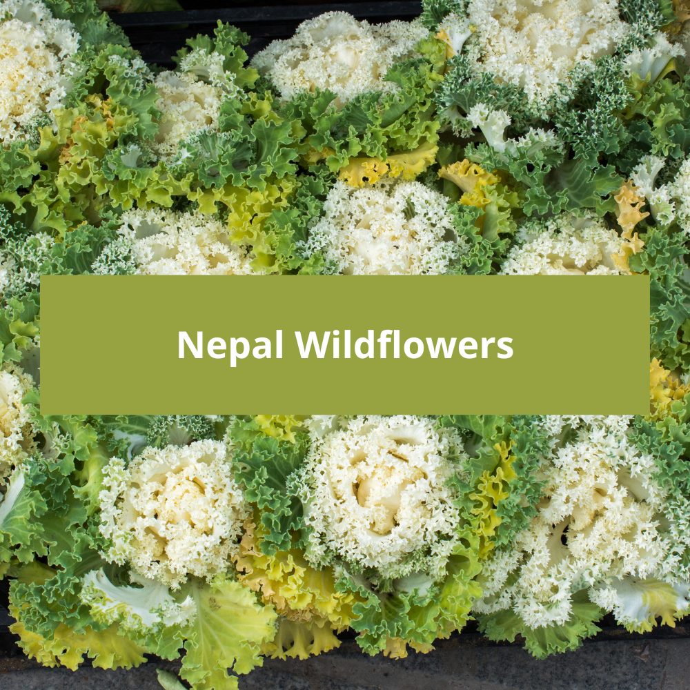 Nepal-Wildflowers