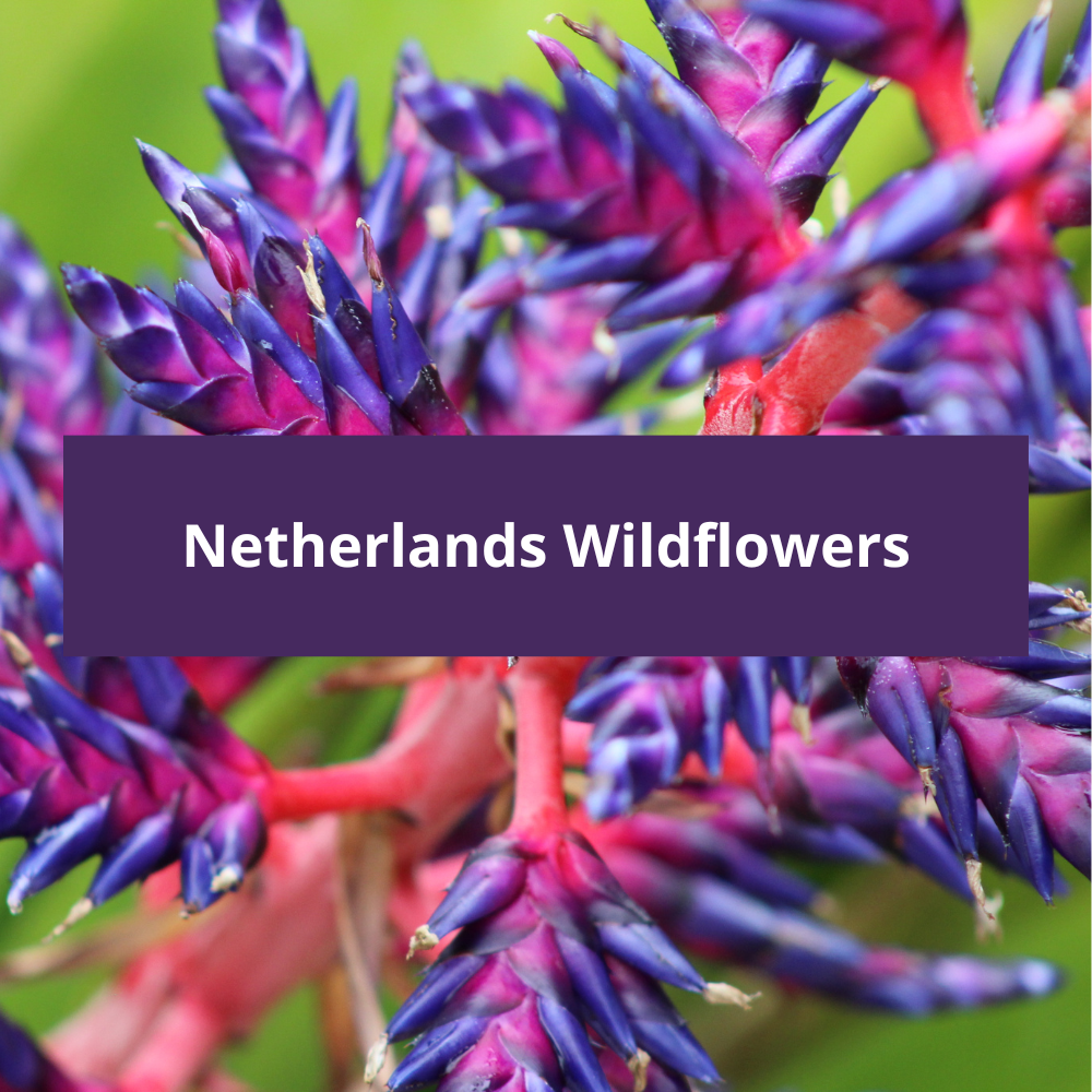 Netherlands-Wildflowers