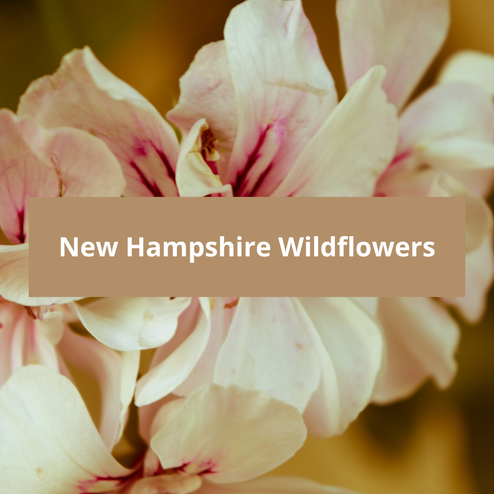 New-Hampshire-Wildflowers