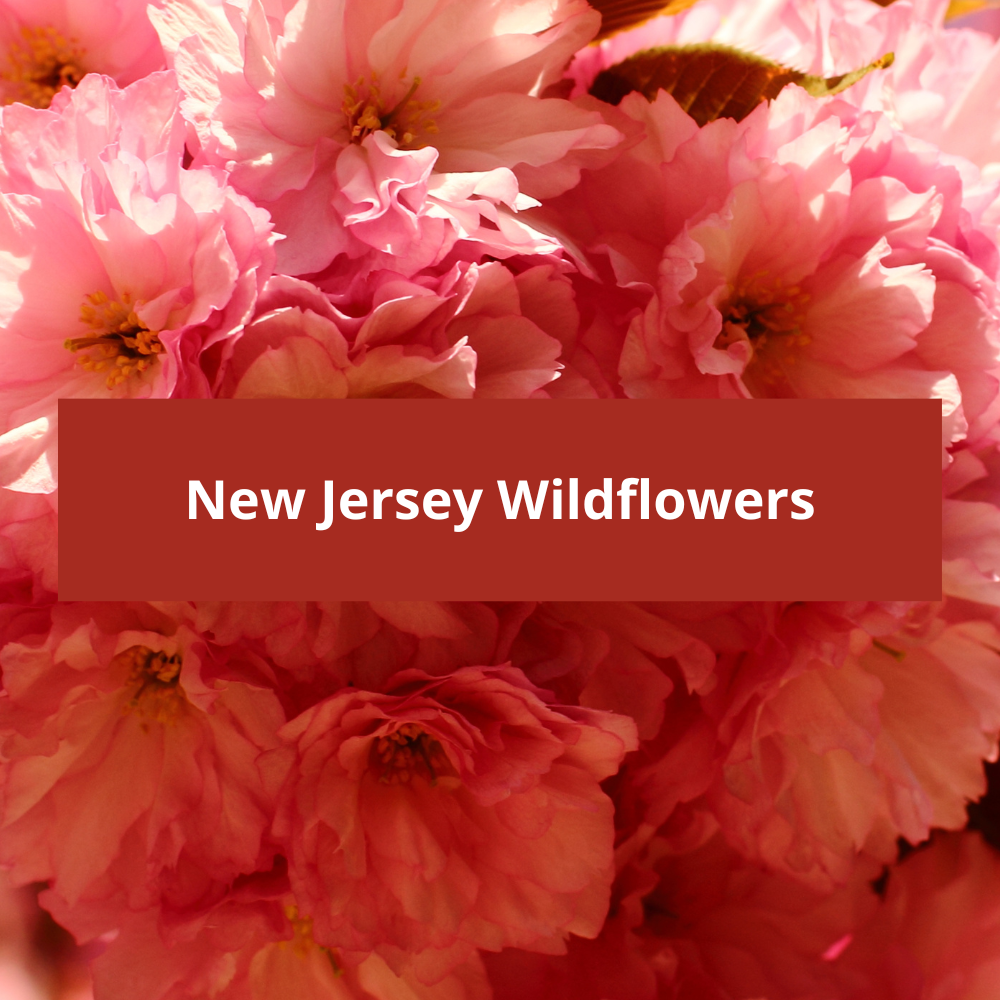 New-Jersey-Wildflowers