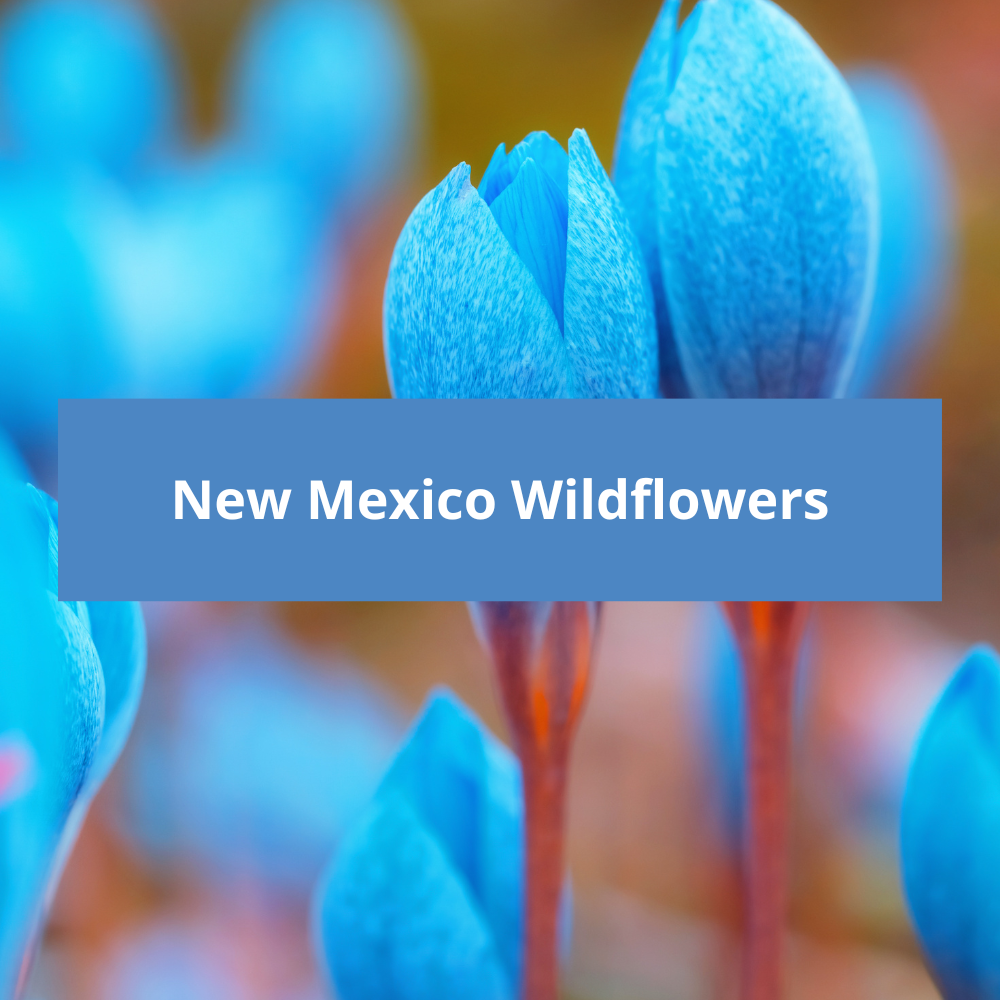 New-Mexico-Wildflowers