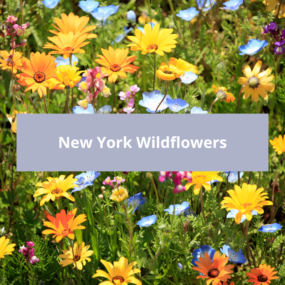 New-York-Wildflowers
