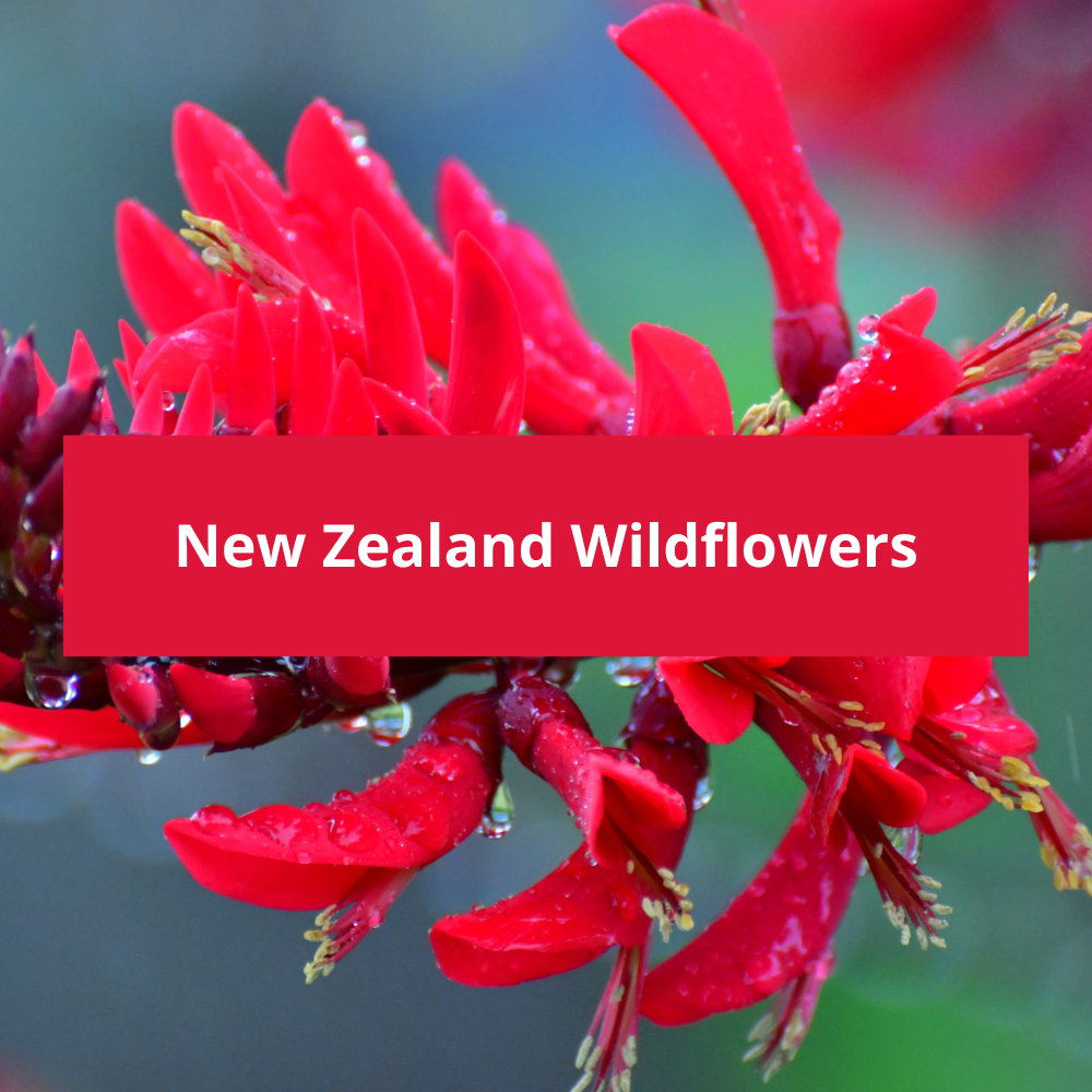 New-Zealand-Wildflowers