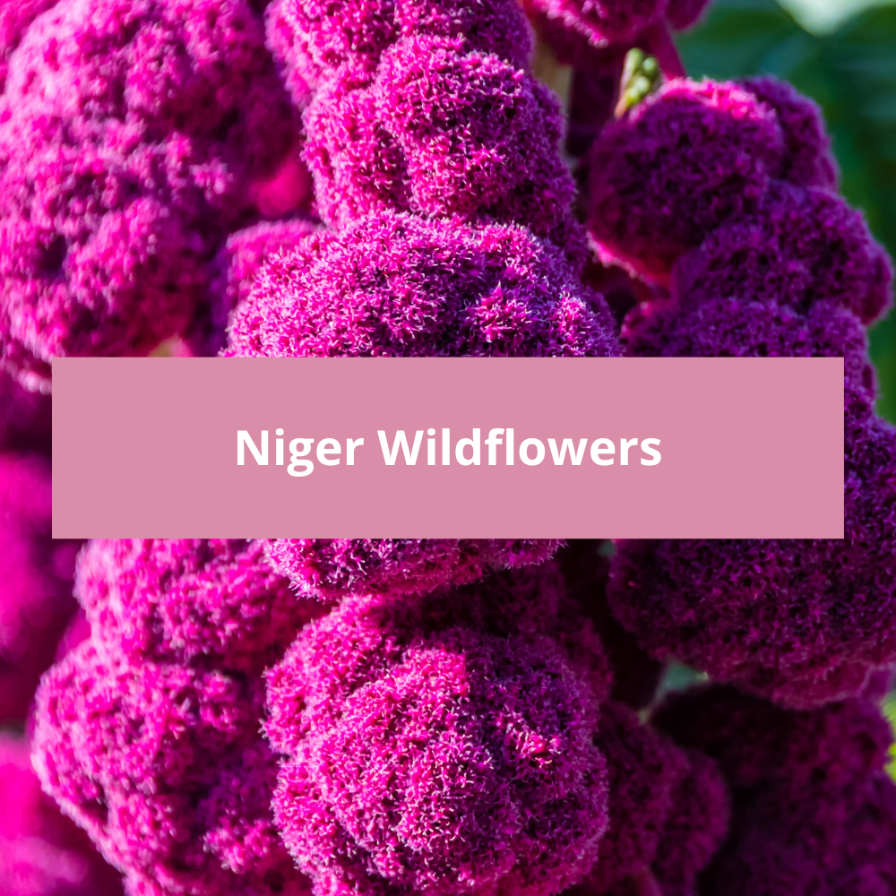 Niger-Wildflowers