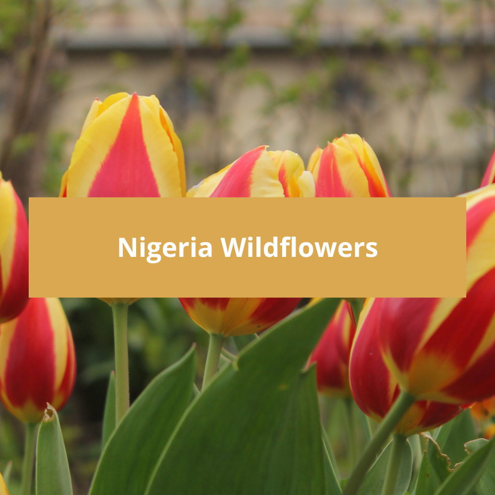 Nigeria-Wildflowers