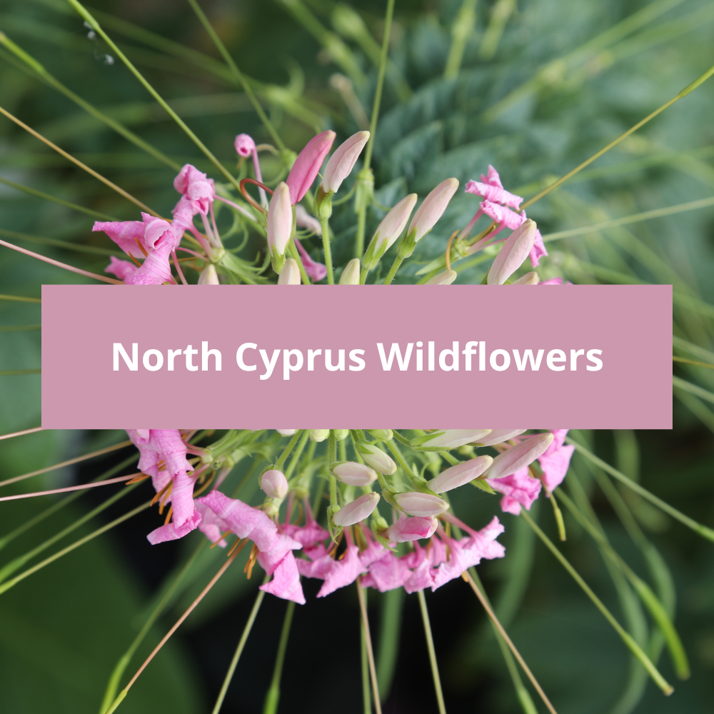 North-Cyprus-Wildflowers