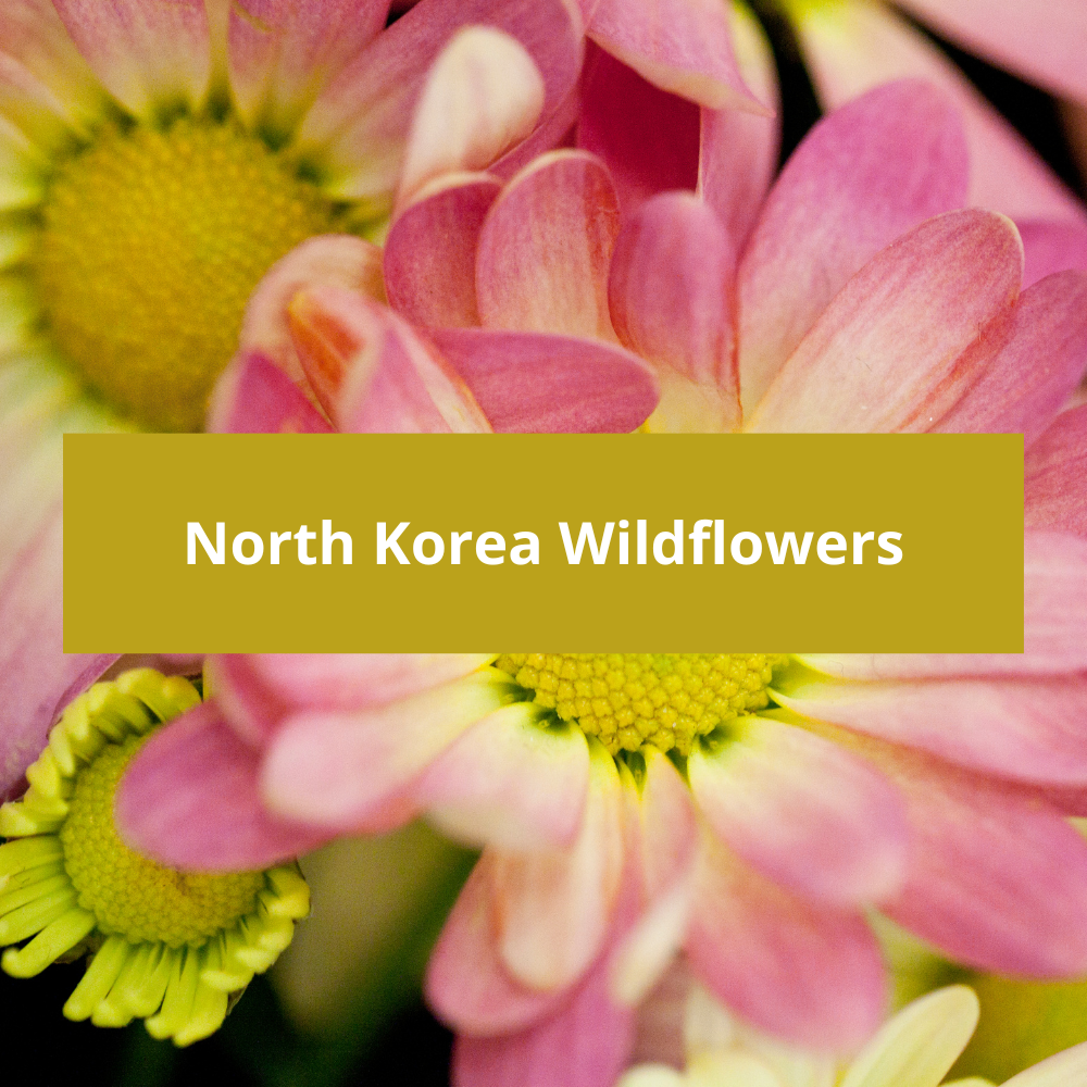 North-Korea-Wildflowers
