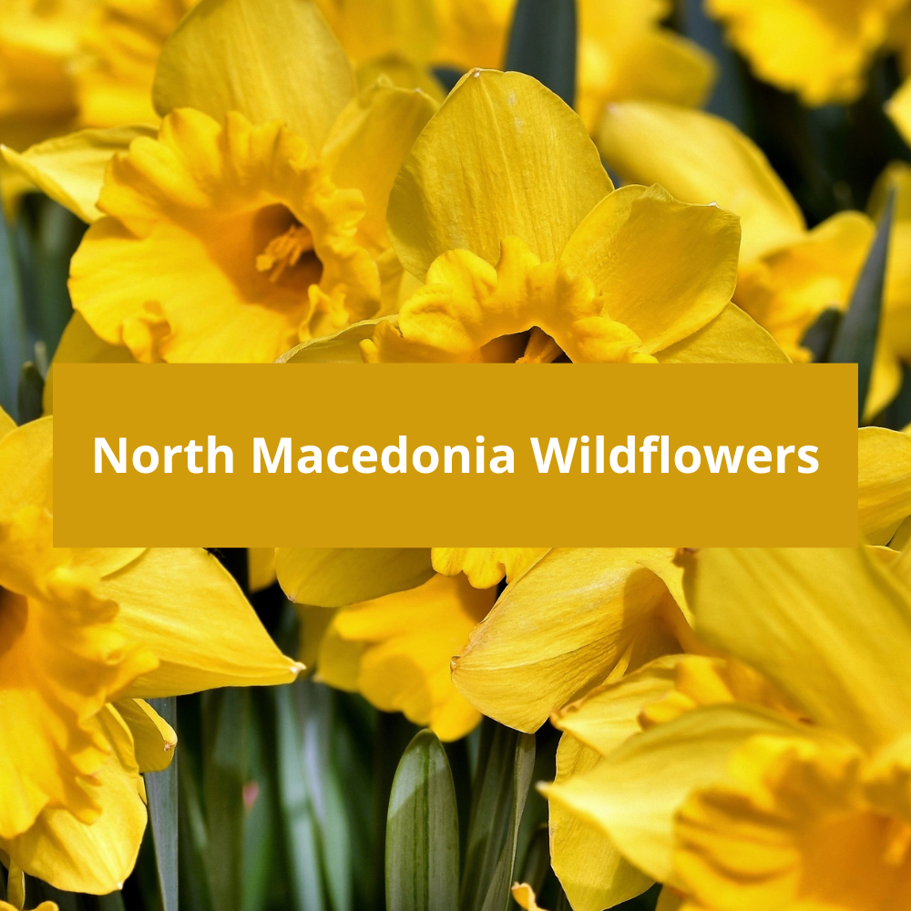 North-Macedonia-Wildflowers