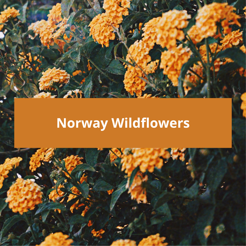 Norway-Wildflowers