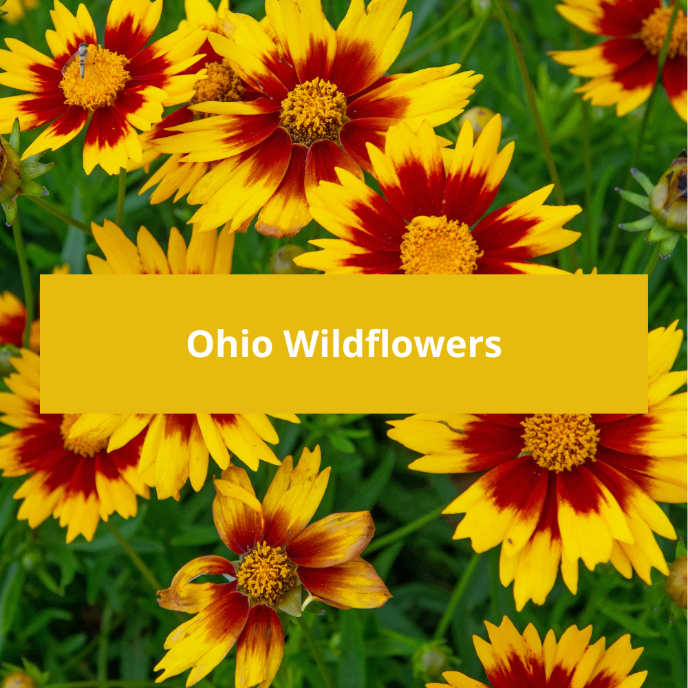 Ohio-Wildflowers