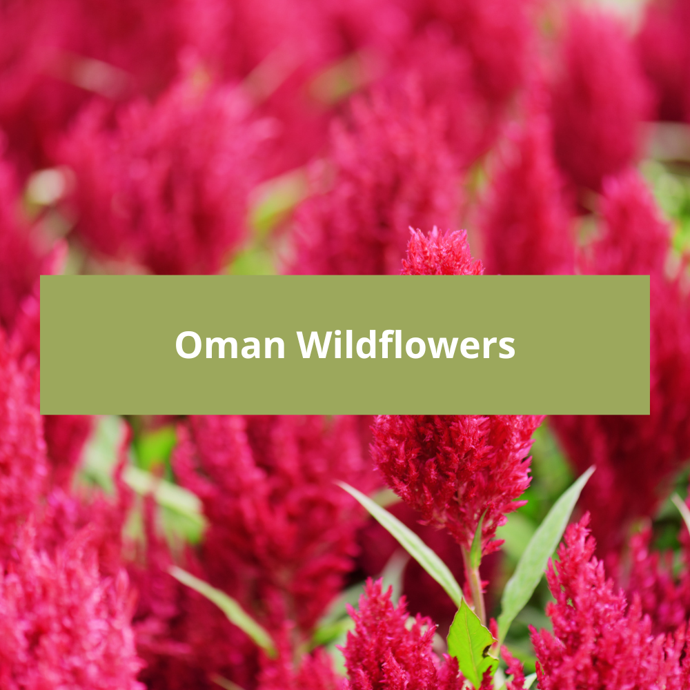 Oman-Wildflowers